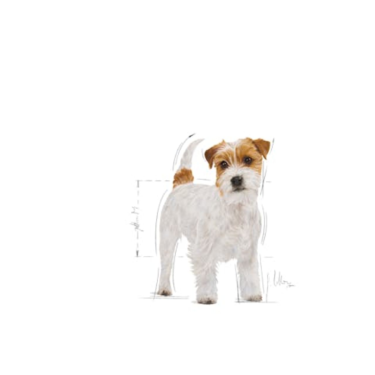 Royal Canin BHN JACK RUSSELL 1.5kg