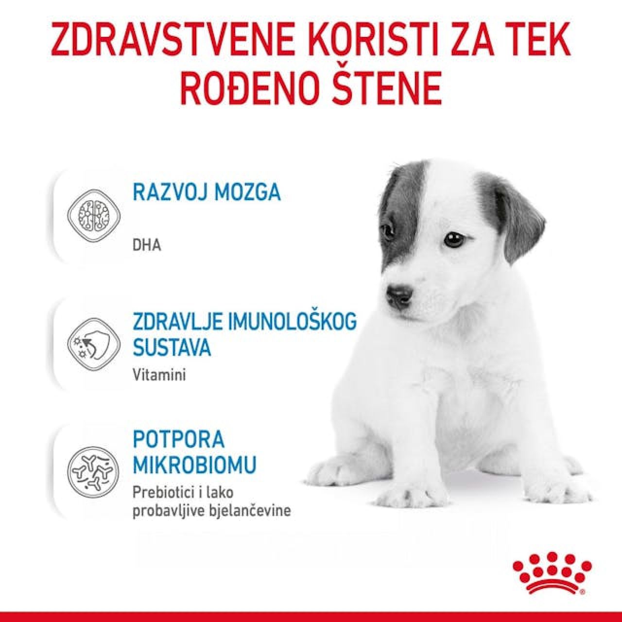 ROYAL CANIN SHN BABYDOG MILK
