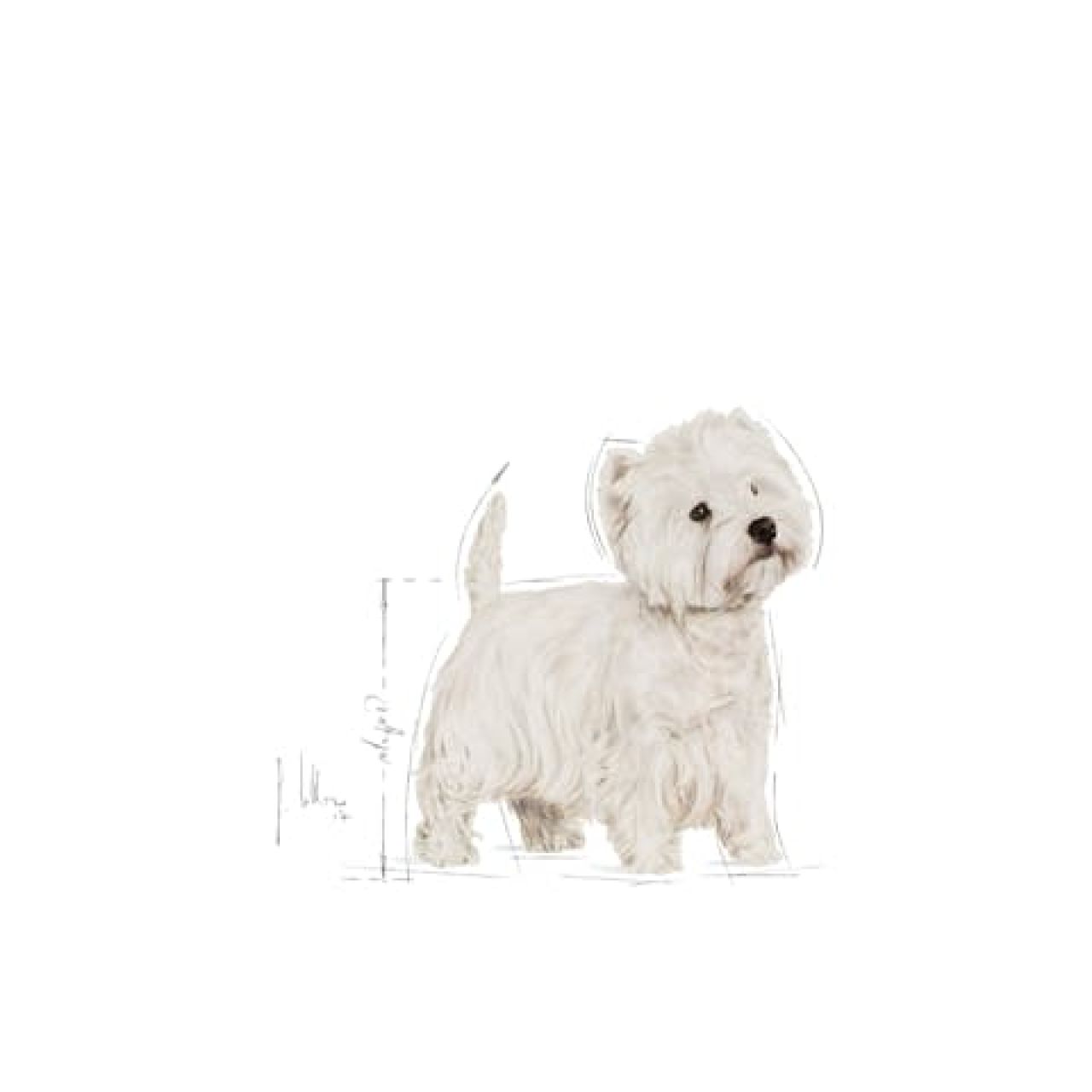 BHN WESTIE 3kg
