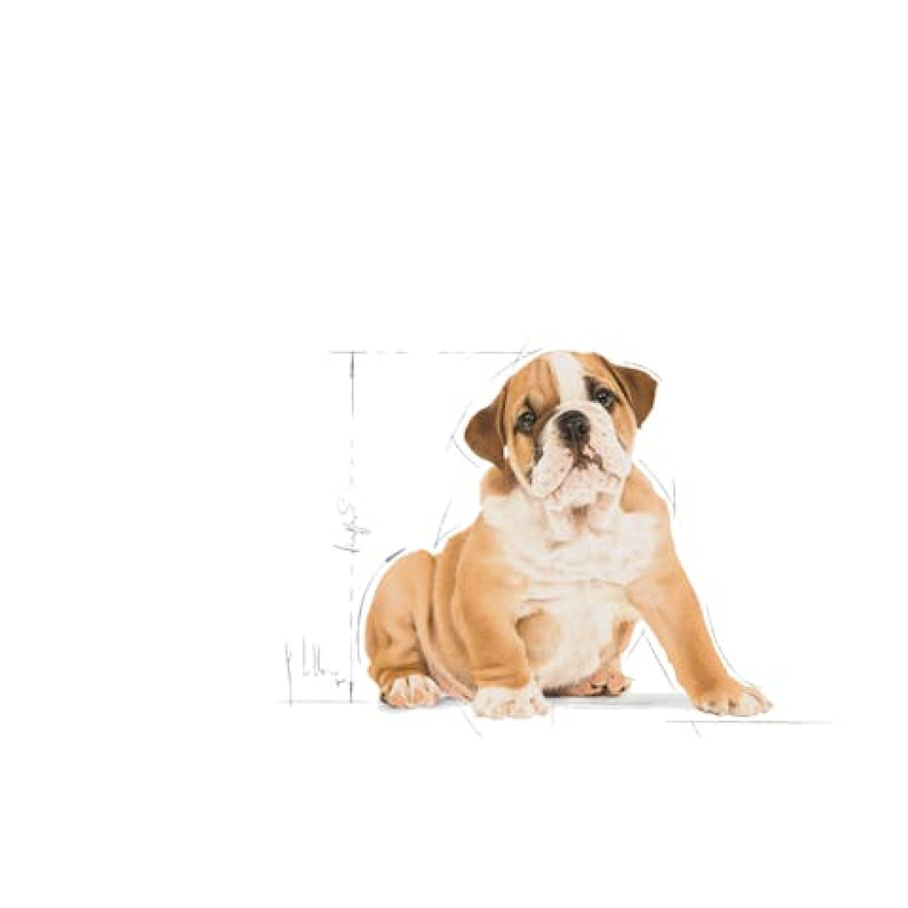 Royal Canin BHN BULLDOG PUPPY 3kg