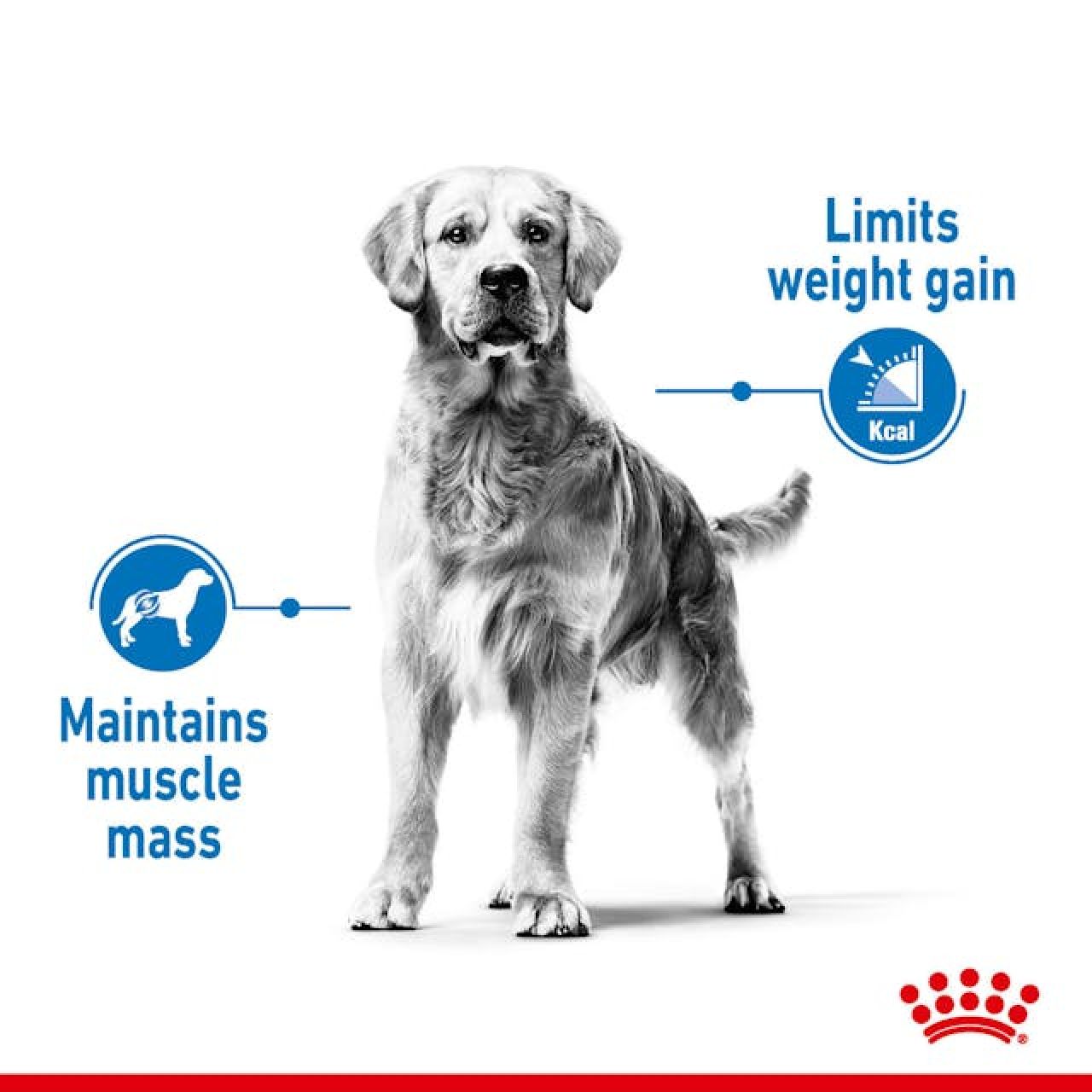 ROYAL CANIN CCN MEDIUM LIGHT WEIGHT CARE 3kg