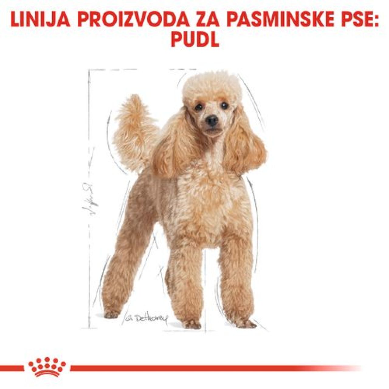 BHN POODLE 3kg