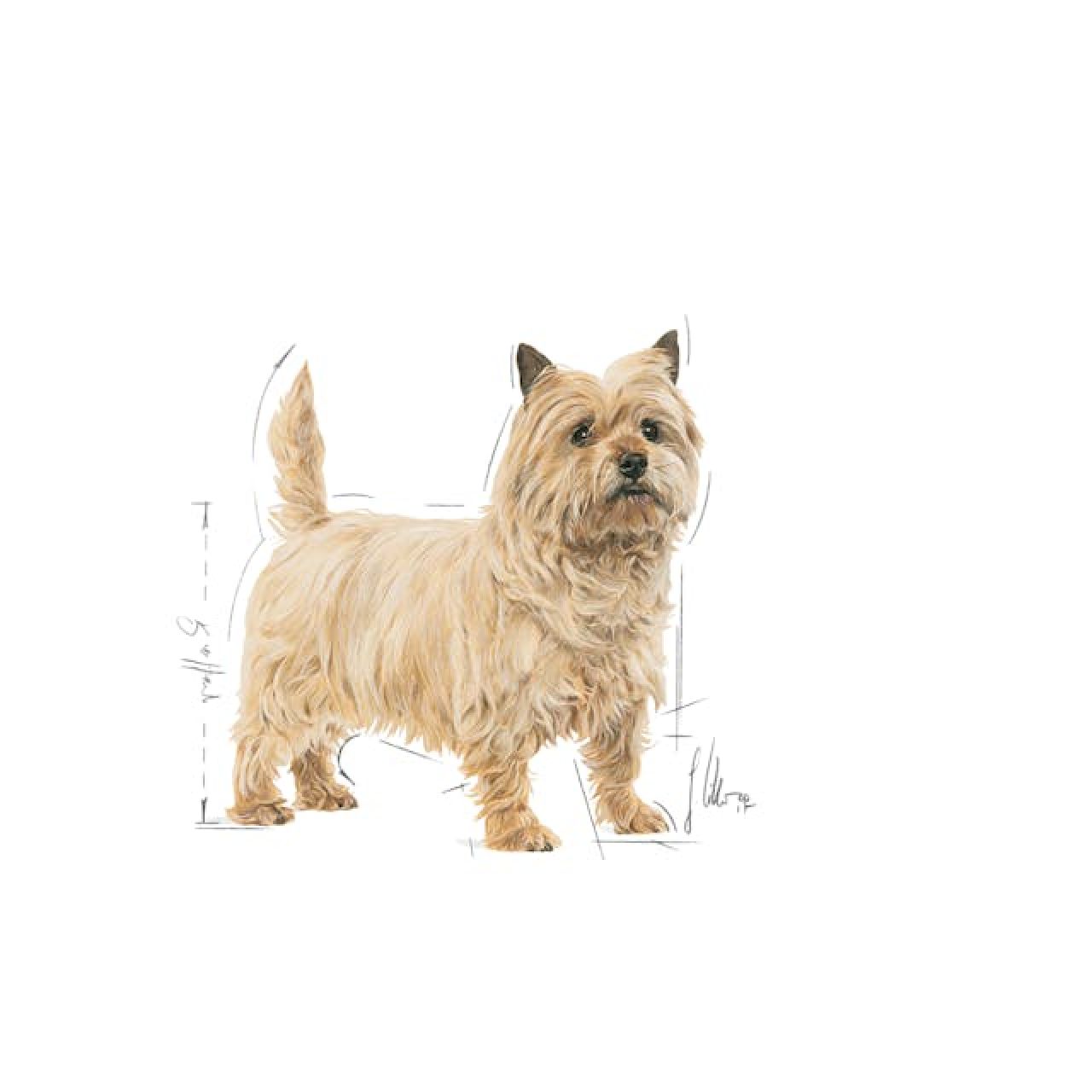 Royal Canin Mini Light Weight Care