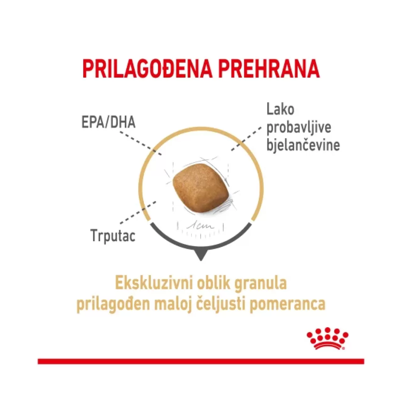 BHN POMERANIAN - 1.5kg