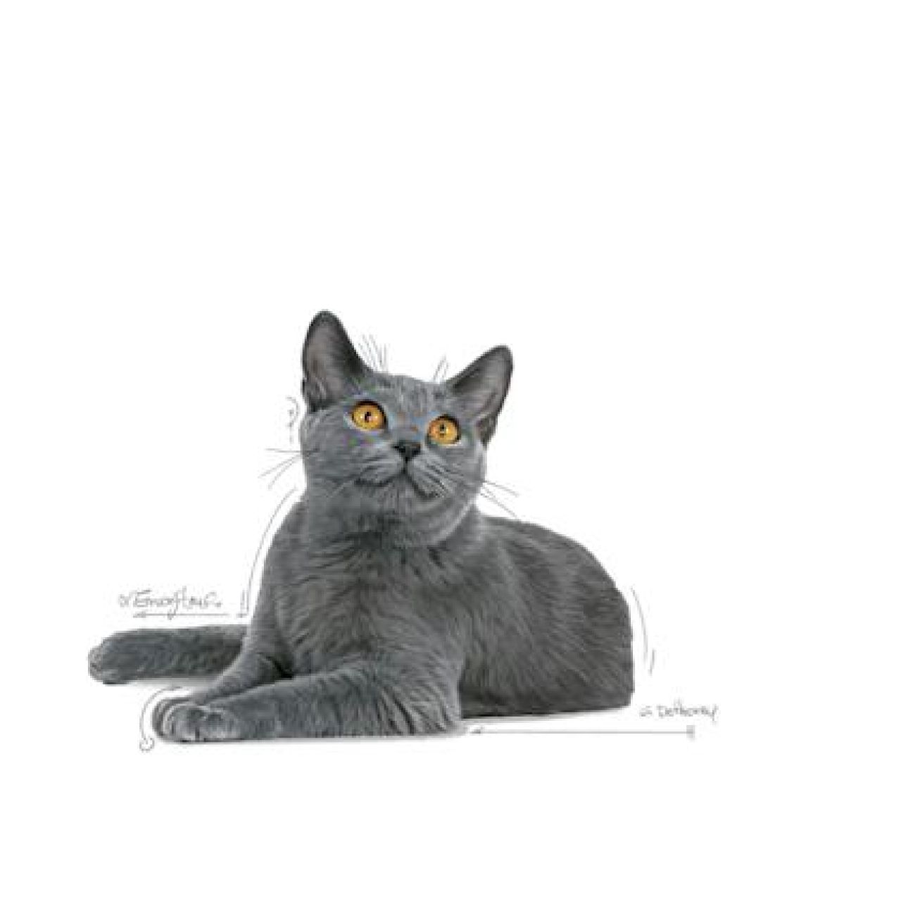 Royal Canin Cat DENTAL Care - 2kg