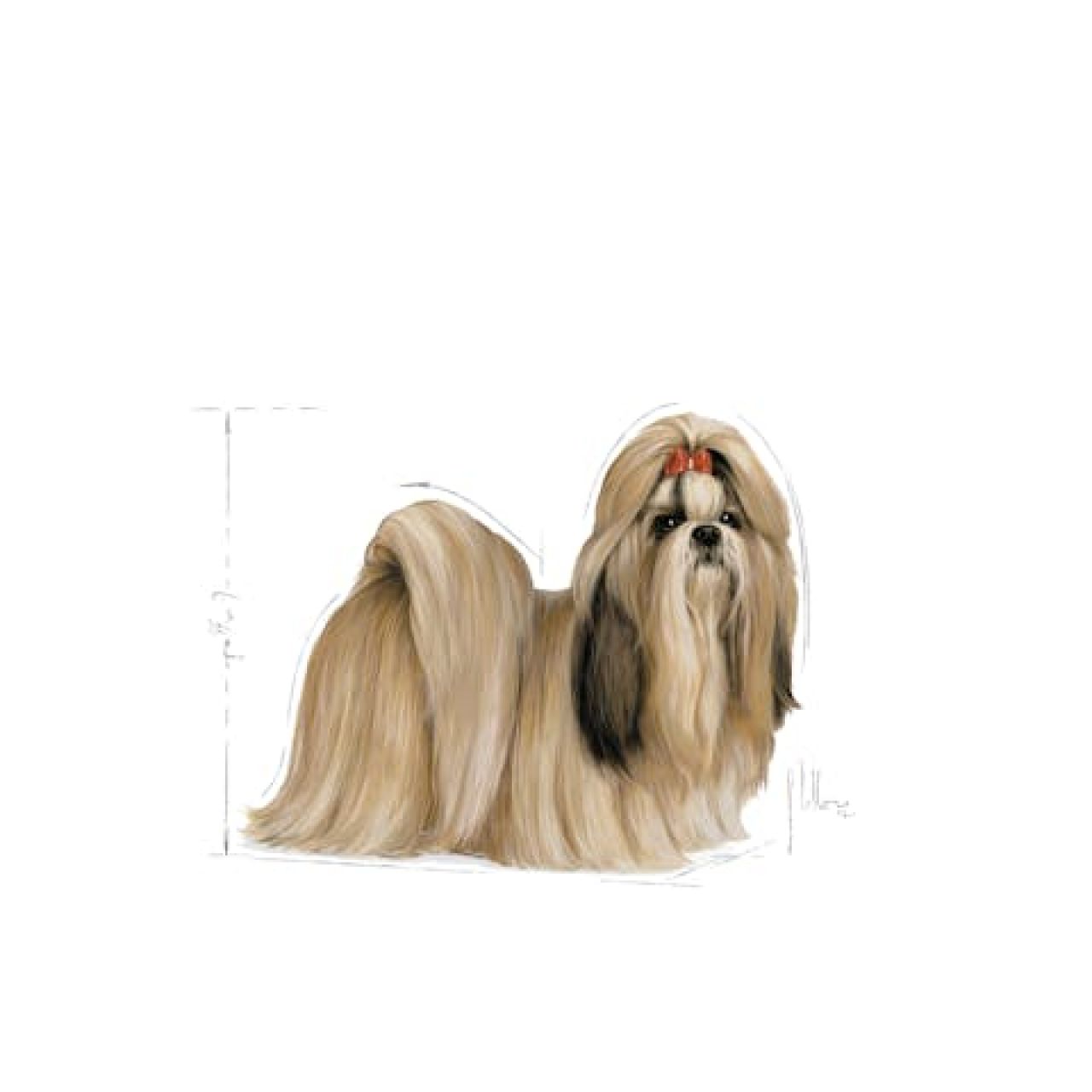 Royal Canin BHN SHIH TZU