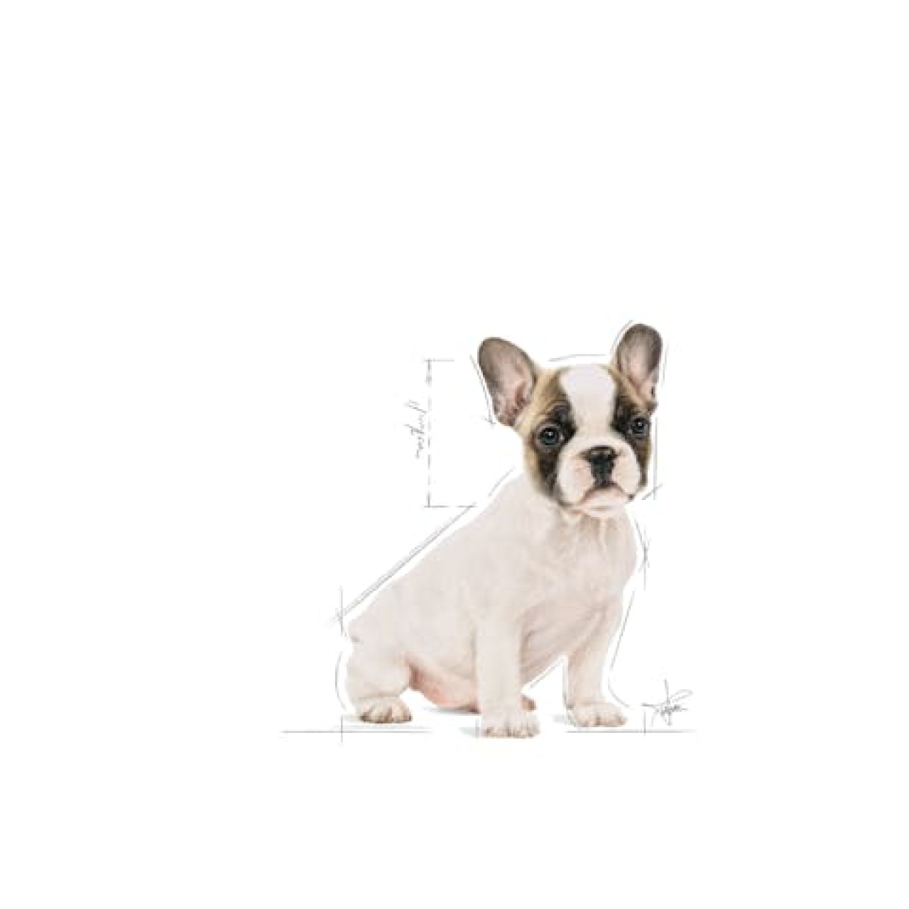 Royal Canin BHN FRENCH BULLDOG PUPPY 3kg