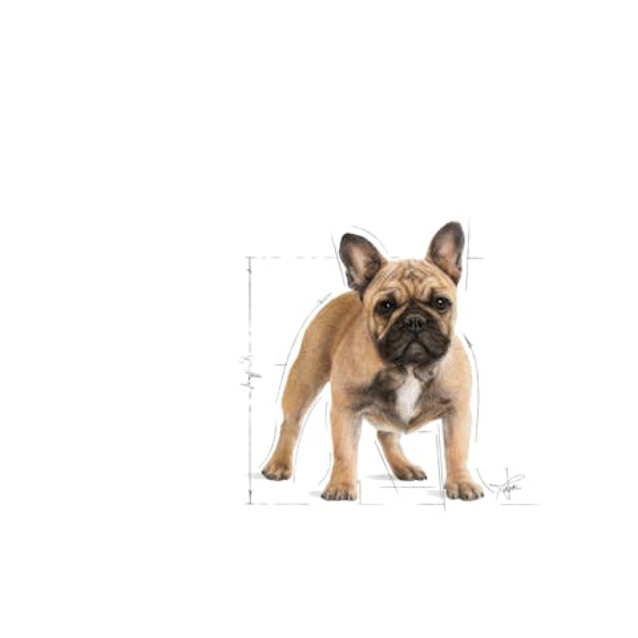 Royal Canin BHN FRENCH BULLDOG 3kg