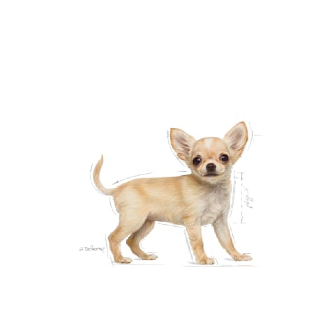 Royal Canin BHN CHIHUAHUA PUPPY 1.5kg