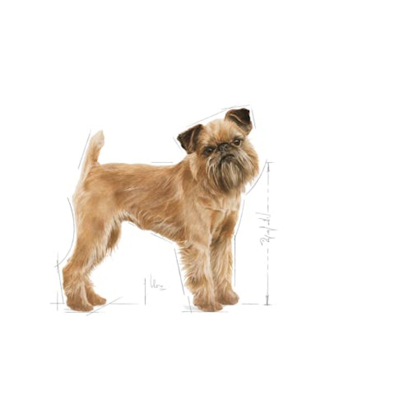 Royal Canin CCN MINI DENTAL CARE 1kg