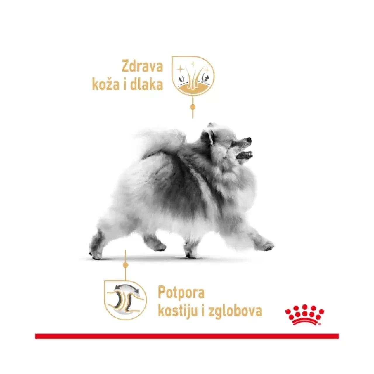 BHN POMERANIAN - 1.5kg