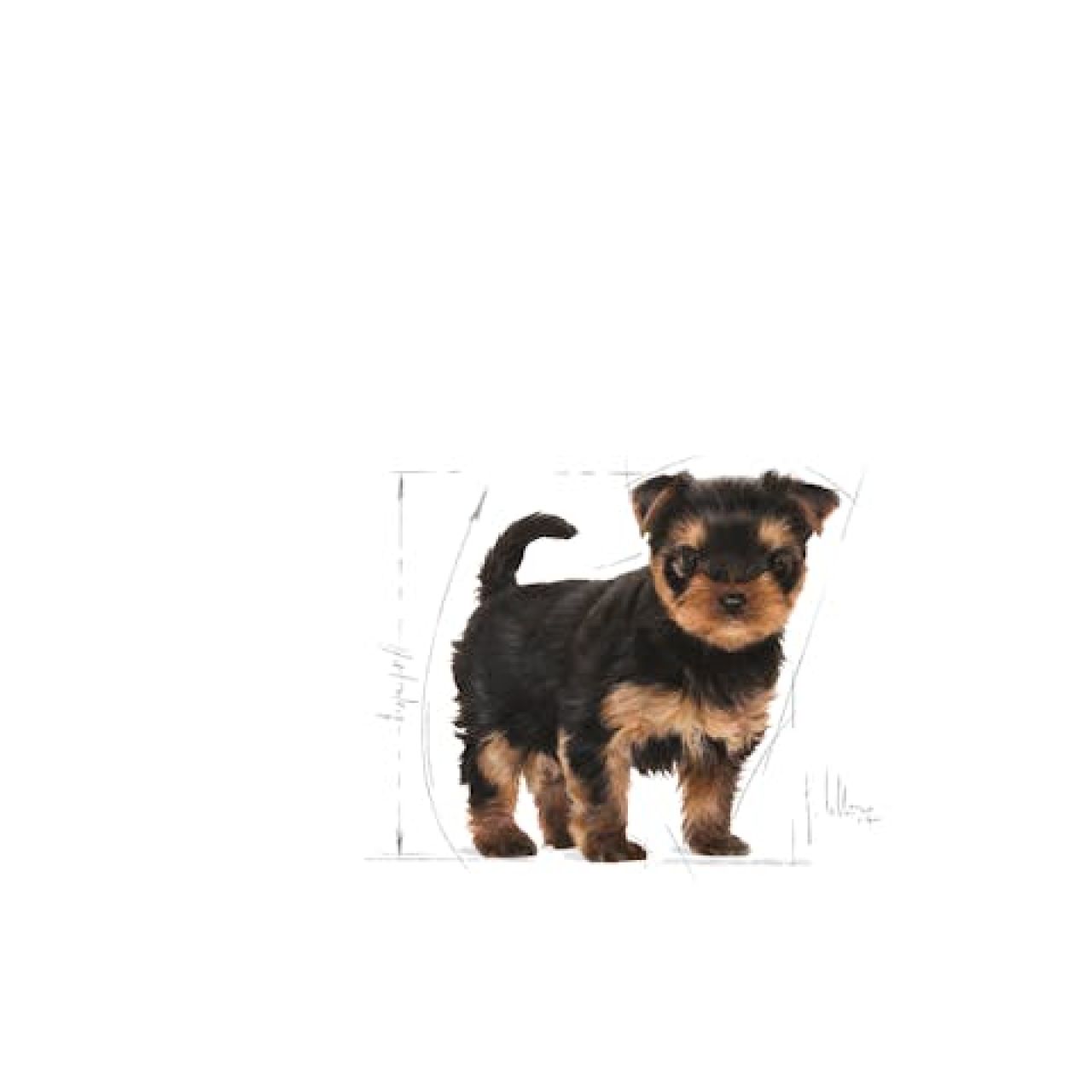 ROYAL CANIN BHN YORKSHIRE TERRIER PUPPY