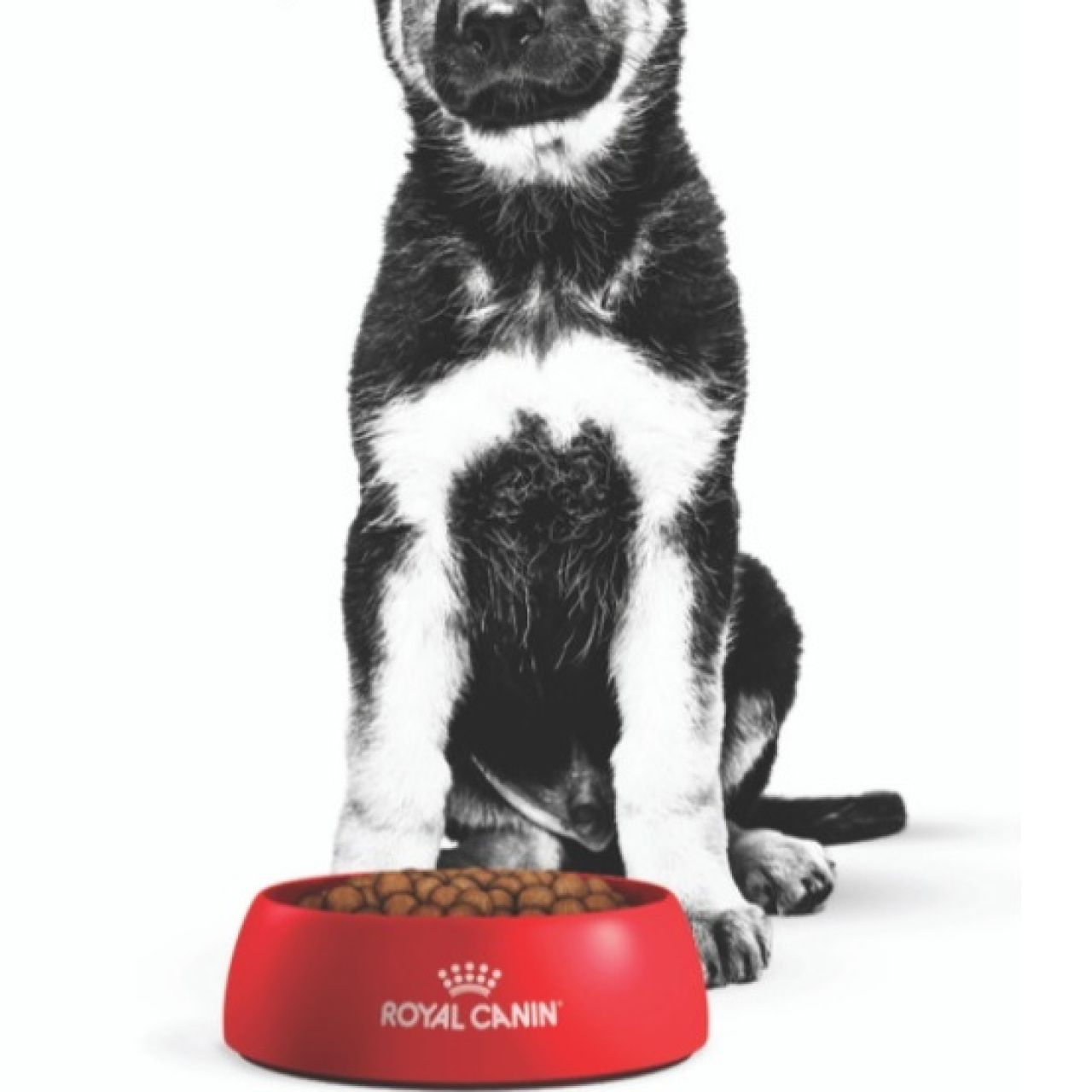 ROYAL CANIN SHN MAXI PUPPY - 15kg