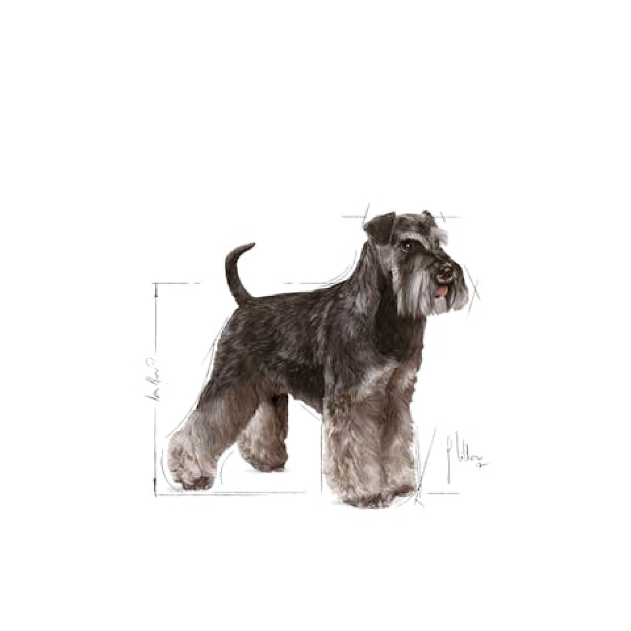 Royal Canin Miniature Schnauzer Adult 3kg