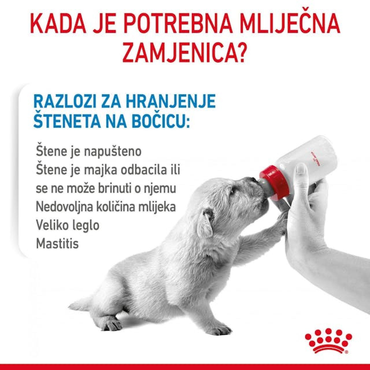ROYAL CANIN SHN BABYDOG MILK
